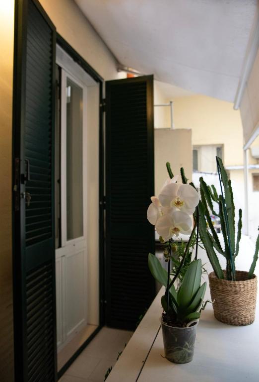 Balcone con persiane verdi e orchidea